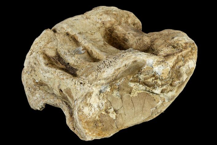 Cretaceous Fossil Fish (Xiphactinus) Vertebra - Kansas #113016